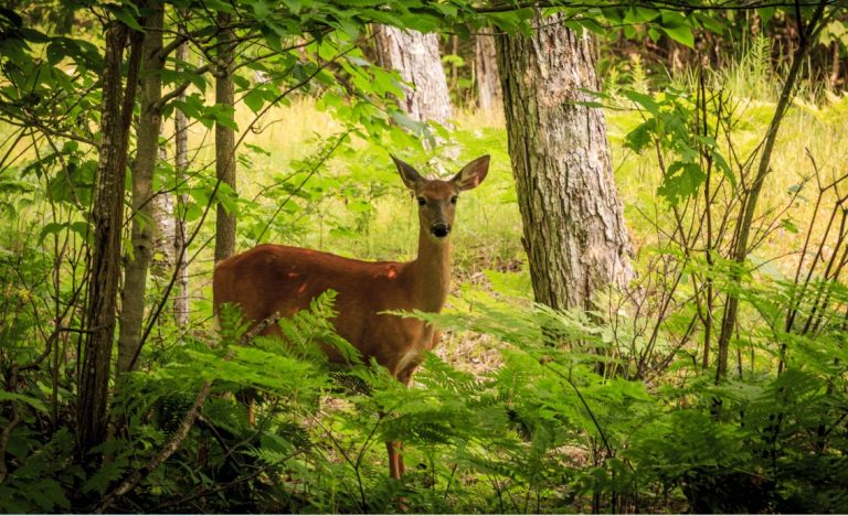 Klimahisterycy kompletnie szaleją: Teraz las dla klimatu staje się „problemem”