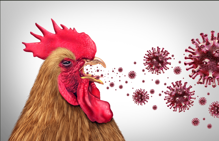 Niemcy – „Strategia zapobiegawcza dotycząca ptasiej grypy u ludzi, co to przypomina?