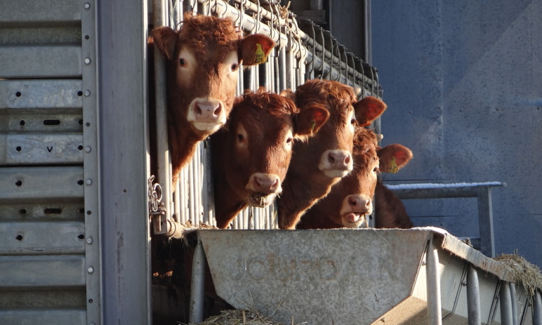 „Mleko klimatyczne“ i jego skutki:, niskometanowe gazy u krów, kurczące się narządy płciowe u ludzi i zwierząt, kolapsujące krowy…