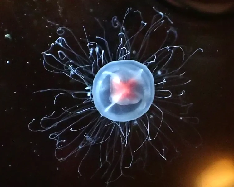 Nauka: Śmierć śmiertelności